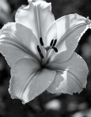 The primary subject of the image is a white flower with a black center, which is the focal point of the scene. The flower is situated in a setting with a dark background, which contrasts with the white flower. The visual style of the image is a close-up of the flower, showcasing its details. The colors in the image are predominantly white and black, creating a simple and elegant atmosphere.